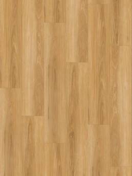 New England Blackbutt